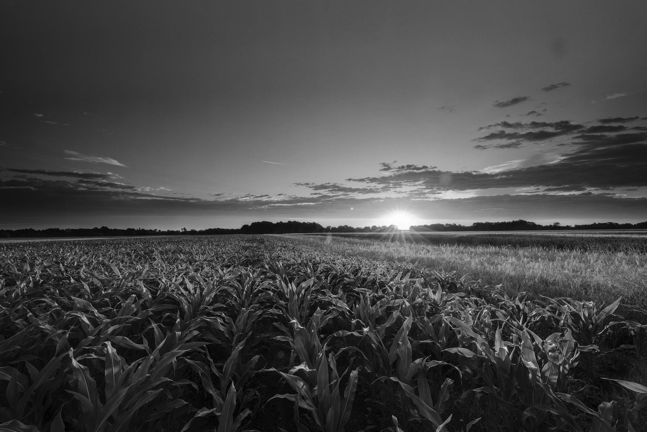 Field of crops